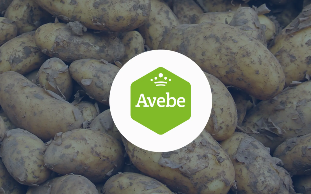 Royal Avebe and BuyCo: Transforming Global Shipping Operations