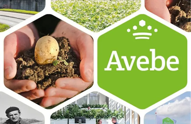 Royal Avebe and BuyCo: Transforming Global Shipping Operations